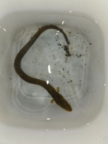 ウナギの釣果