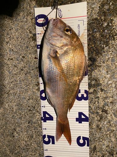 マダイの釣果