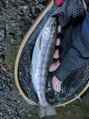 アマゴの釣果