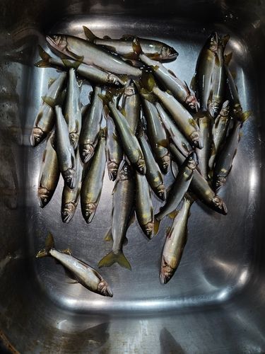 アユの釣果