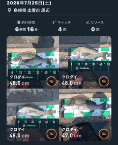 クロダイの釣果