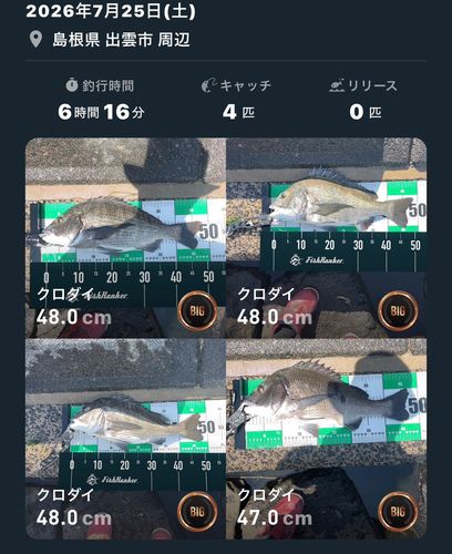 クロダイの釣果