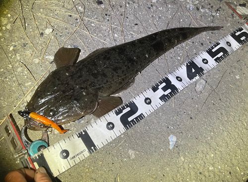 マゴチの釣果