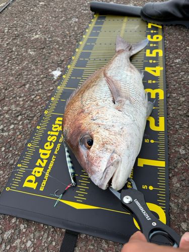 マダイの釣果