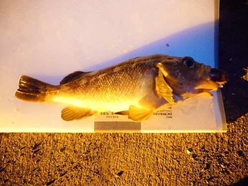 エゾメバルの釣果