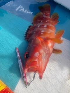 アカハタの釣果