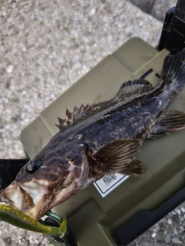クロソイの釣果
