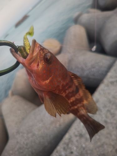 キジハタの釣果