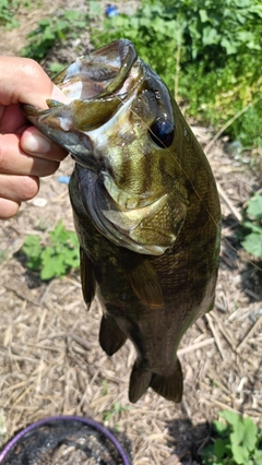 スモールマウスバスの釣果