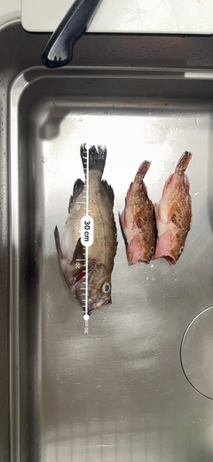 クロメバルの釣果