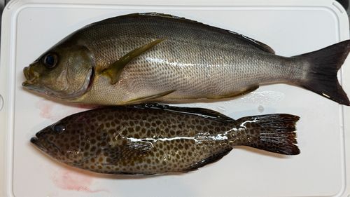 イサキの釣果