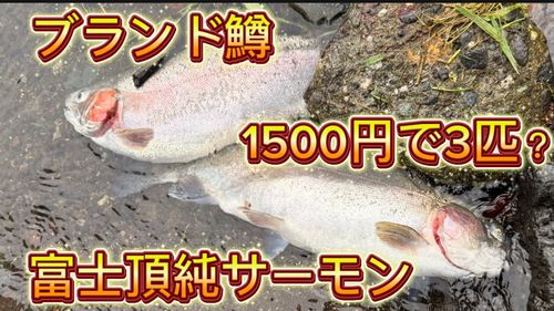 ニジマスの釣果