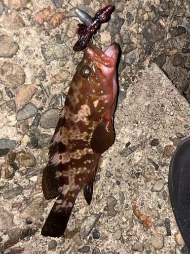 アコウの釣果