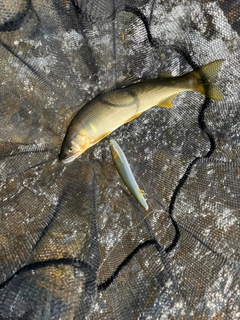 アユの釣果