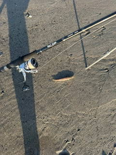 カマスの釣果