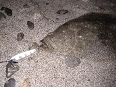 ソゲの釣果