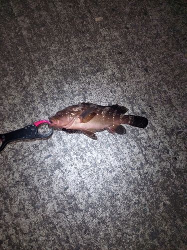 アコウの釣果