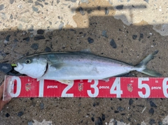 ハマチの釣果