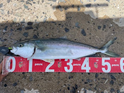 ハマチの釣果