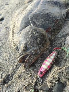 ソゲの釣果