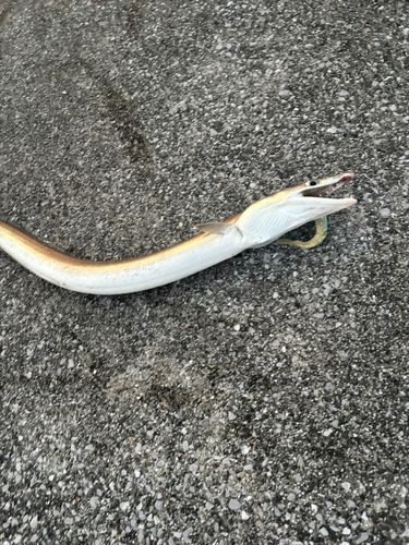 ハモの釣果