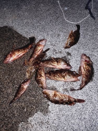 カサゴの釣果