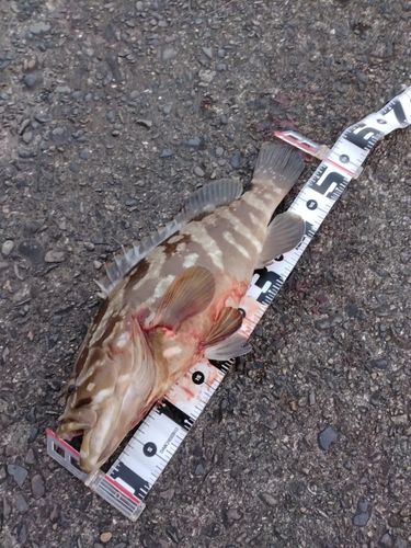 クエの釣果