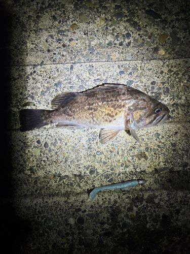 クロソイの釣果