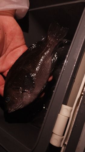 メジナの釣果