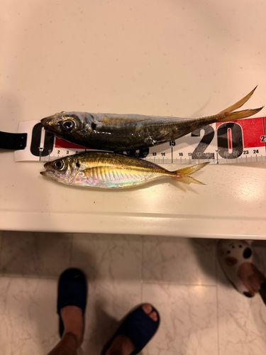 アジの釣果