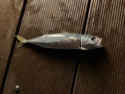マサバの釣果