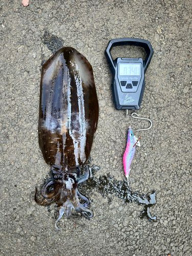アオリイカの釣果