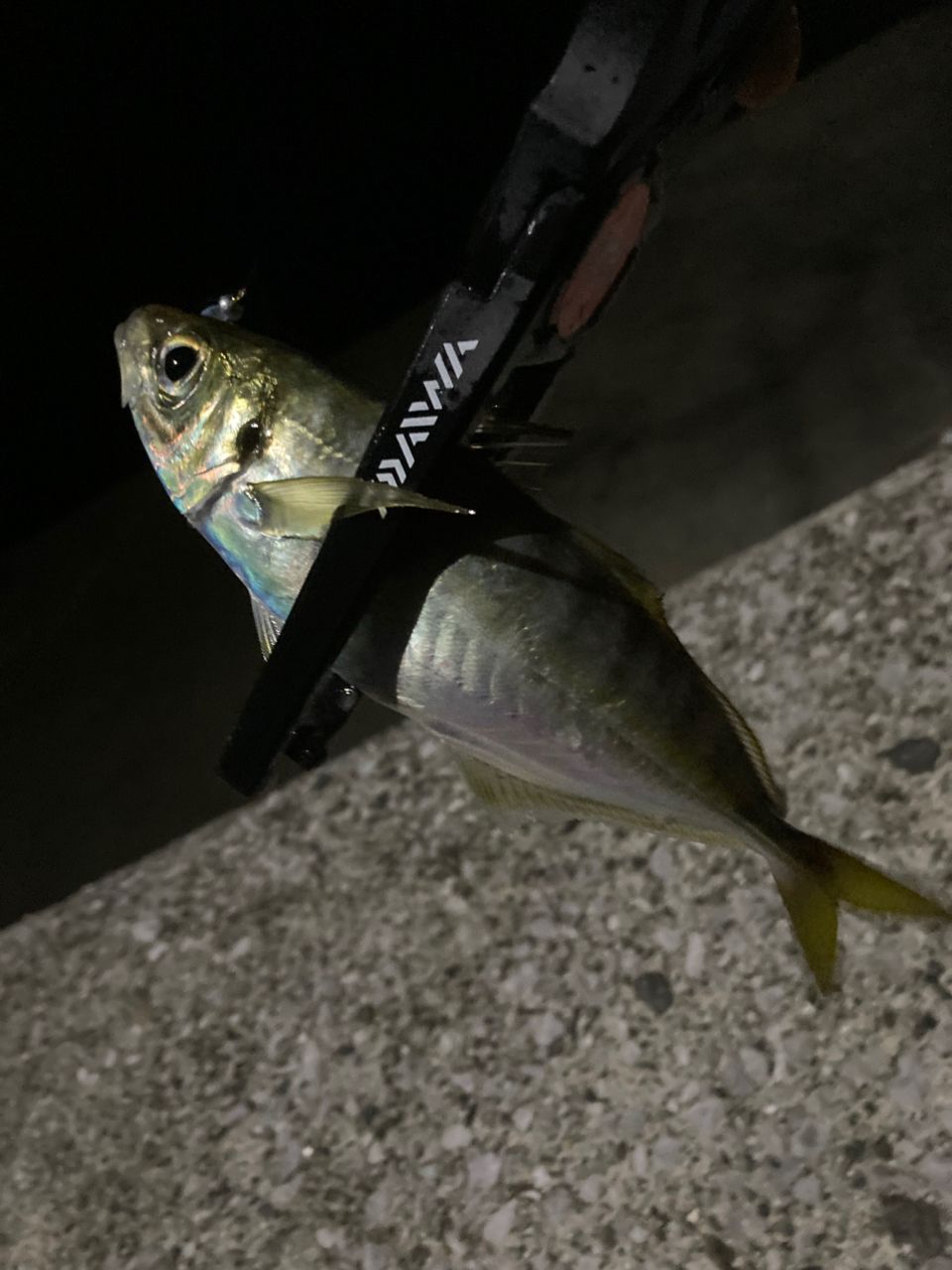 SHIMANO 19ソアレ BB アジング S64UL-Sの最安値・インプレ・釣果