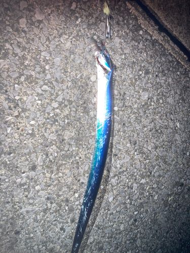 タチウオの釣果
