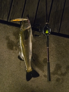 シーバスの釣果