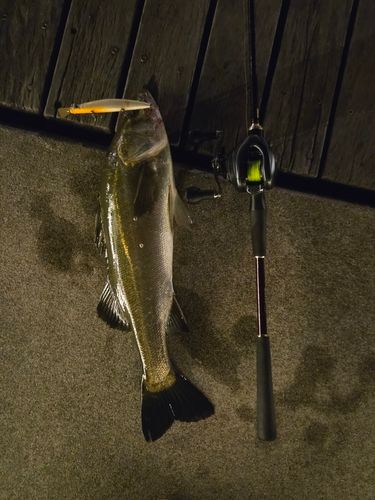 シーバスの釣果