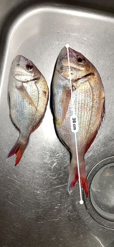 マダイの釣果