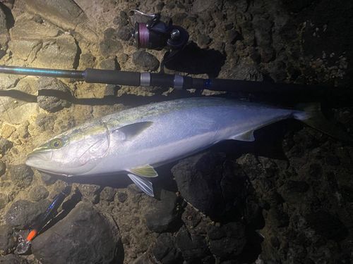 ワラサの釣果