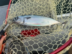 ソウダガツオの釣果