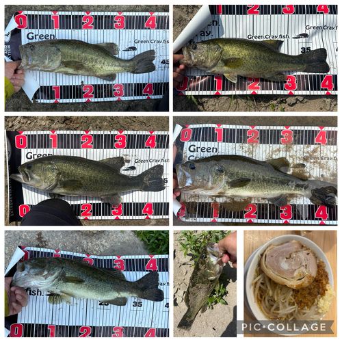 ブラックバスの釣果