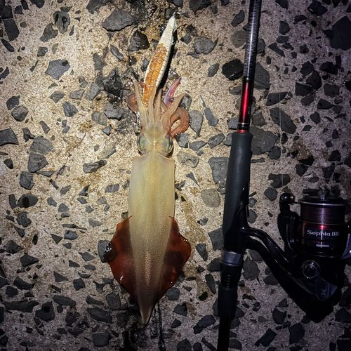 ケンサキイカの釣果