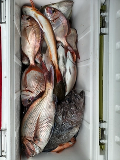 マダイの釣果