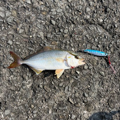 シオの釣果