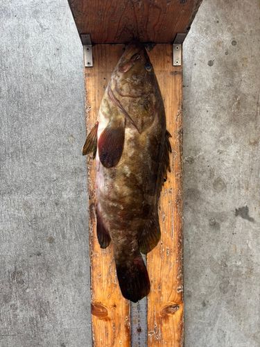 クエの釣果