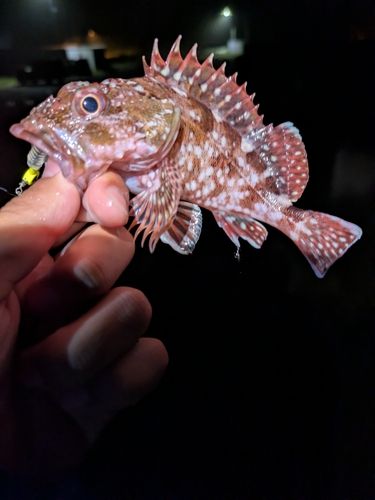 アオメバルの釣果