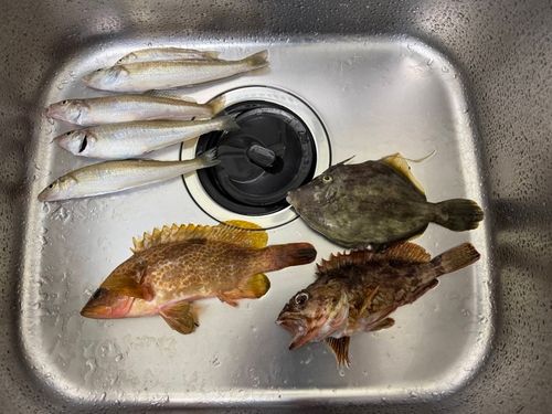 カワハギの釣果