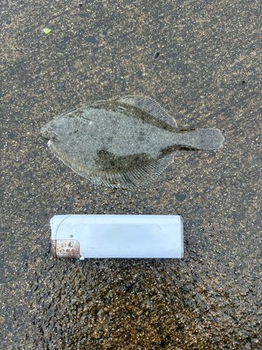 カレイの釣果