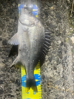 キビレの釣果
