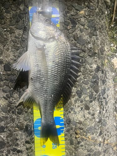 キビレの釣果