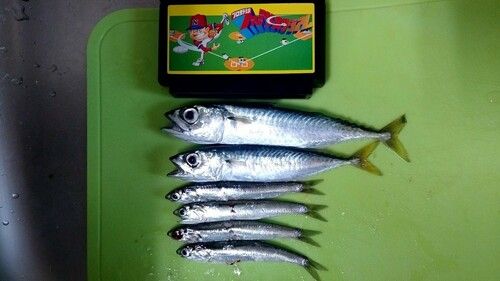 サバの釣果